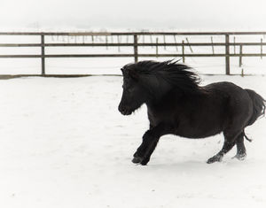 winter, sneeuw, foto, fotografie, dieren, paarden, galop, vorst, shetlander, jolig, portret